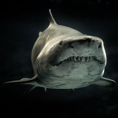 Shark Facts Logo